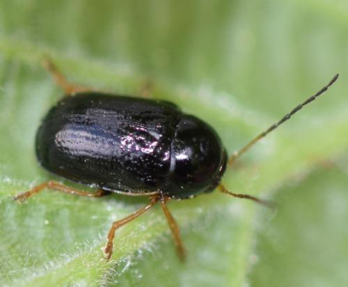 Cryptocephalus sp.